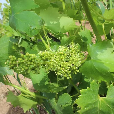 Agroturismo Irmak Bag Evi