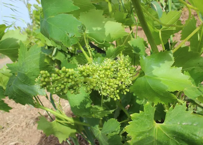 مزرعة للإقامة Irmak Bag Evi